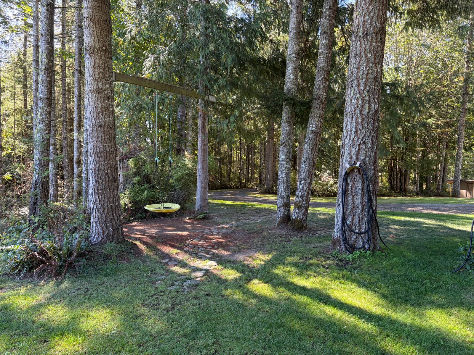 Swing in the woods